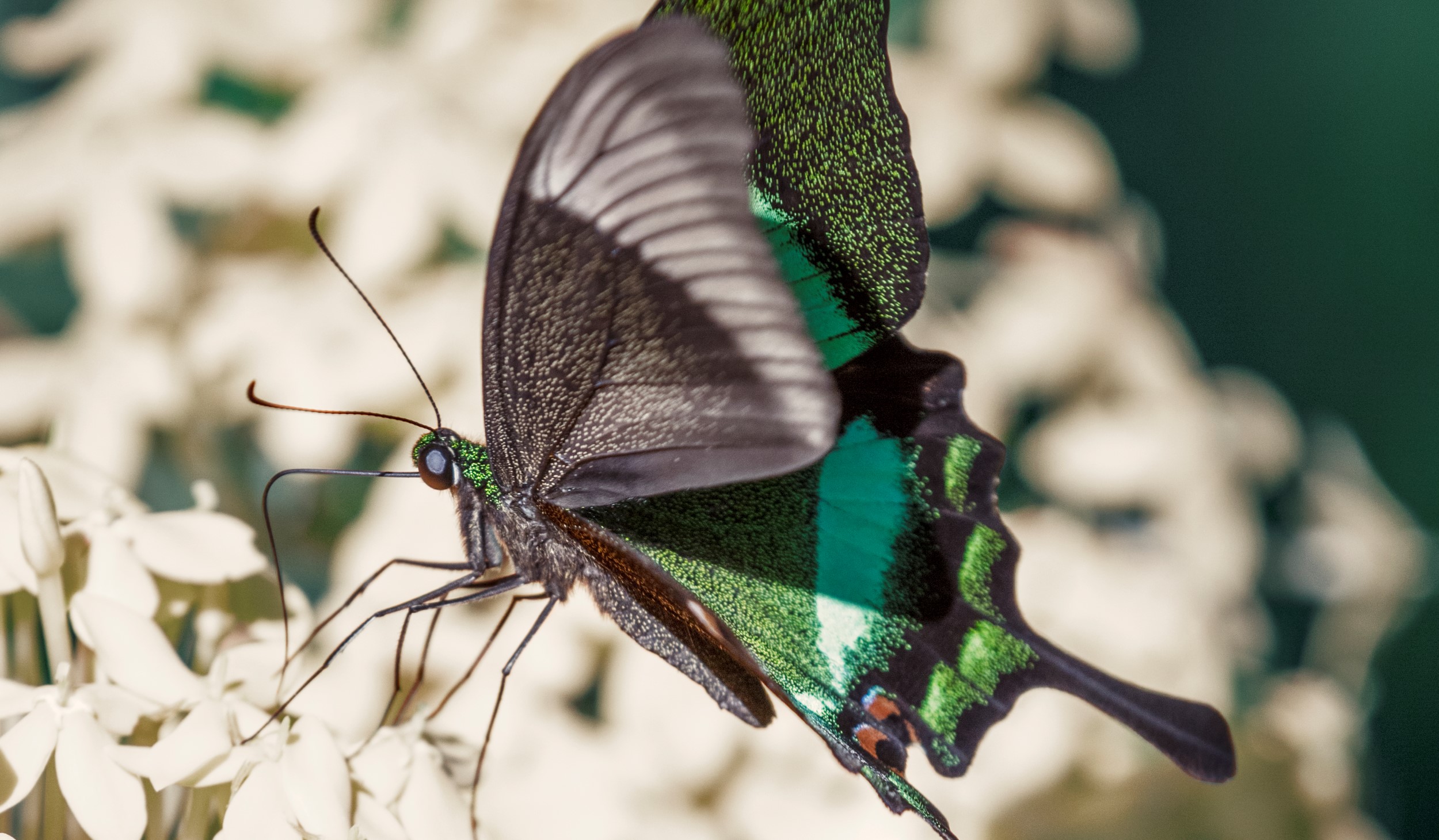 The Datai Langkawi - The Butterfly Walk 3