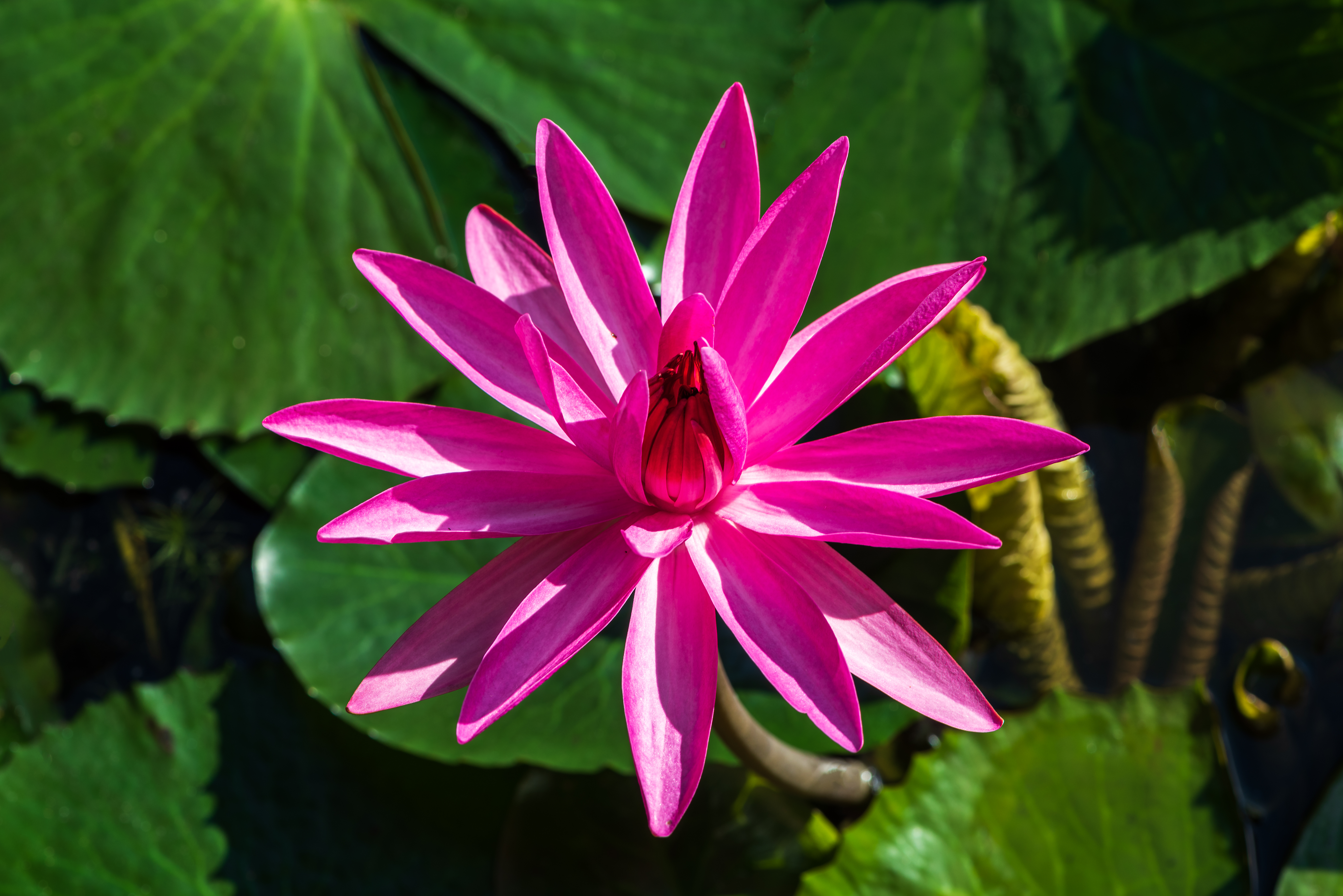 The Datai Langkawi - Lily Pond